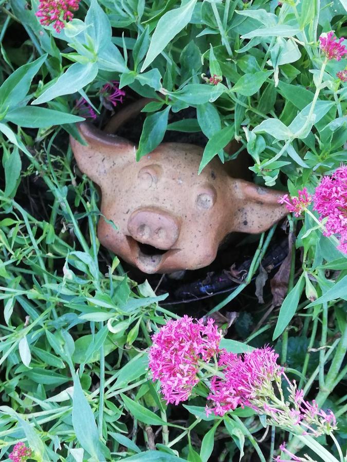 Au Cochon Qui Rit Lejlighed Flines-Les-Mortagne Eksteriør billede